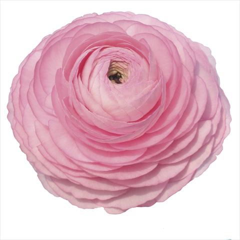 Photo de variété de fleurs à utiliser comme: Fleur coupée Ranunculus asiaticus Elegance® Rosa 89-02
