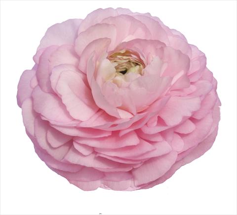 Photo de variété de fleurs à utiliser comme: Fleur coupée Ranunculus asiaticus Elegance® Rosa 99-5