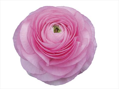 Photo de variété de fleurs à utiliser comme: Fleur coupée Ranunculus asiaticus Elegance® Rosa Scuro 202-03