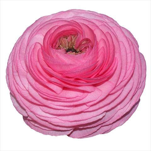 Photo de variété de fleurs à utiliser comme: Fleur coupée Ranunculus asiaticus Elegance® Rosa Scuro 38-98
