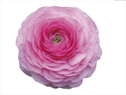Photo de variété de fleurs à utiliser comme: Fleur coupée Ranunculus asiaticus Elegance® Rosa Scuro 39-98