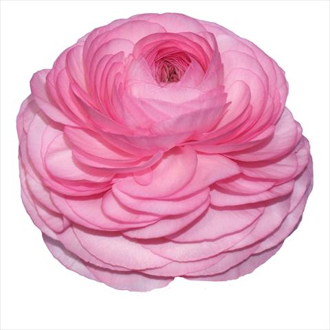 Photo de variété de fleurs à utiliser comme: Fleur coupée Ranunculus asiaticus Elegance® Rosa Scuro 83