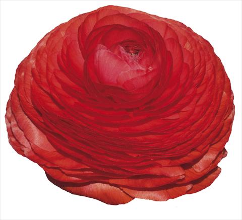 Photo de variété de fleurs à utiliser comme: Fleur coupée Ranunculus asiaticus Elegance® Rosso 197-01