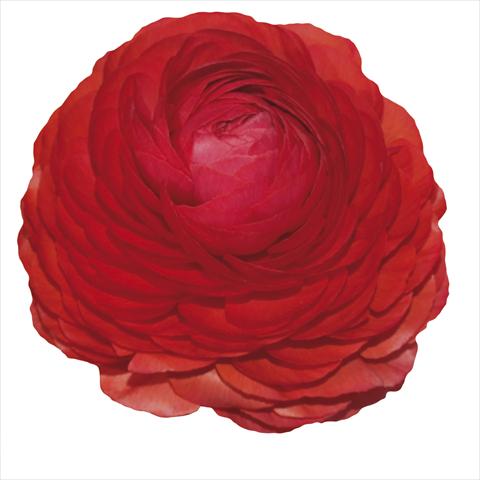 Photo de variété de fleurs à utiliser comme: Fleur coupée Ranunculus asiaticus Elegance® Rosso 232-03