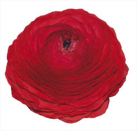 Photo de variété de fleurs à utiliser comme: Fleur coupée Ranunculus asiaticus Elegance® Rosso 99-5