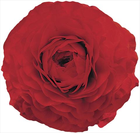 Photo de variété de fleurs à utiliser comme: Fleur coupée Ranunculus asiaticus Elegance® Rosso 99-6