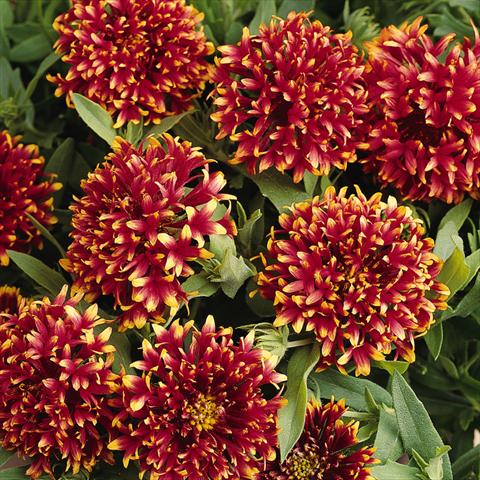 Photo de variété de fleurs à utiliser comme: Plante à massif, Suspension Gaillardia Torch Red Ember