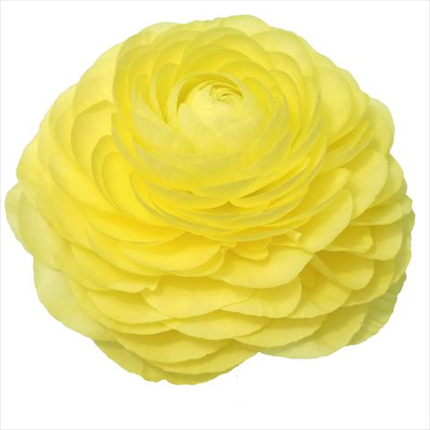 Photo de variété de fleurs à utiliser comme: Fleur coupée Ranunculus asiaticus Elegance® Vaniglia