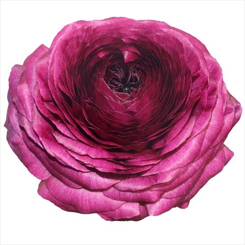 Photo de variété de fleurs à utiliser comme: Fleur coupée Ranunculus asiaticus Success® Viola 06