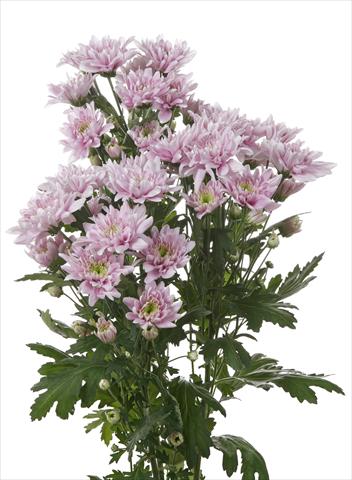 Photo de variété de fleurs à utiliser comme: Fleur coupée Chrysanthemum Milano
