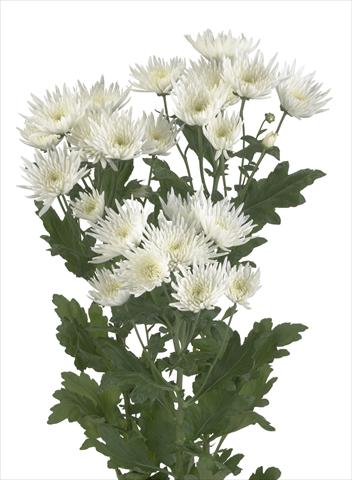 Photo de variété de fleurs à utiliser comme: Fleur coupée Chrysanthemum Anastasia