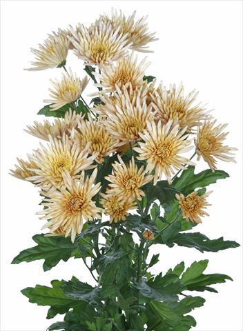 Photo de variété de fleurs à utiliser comme: Fleur coupée Chrysanthemum Anastasia Bronze
