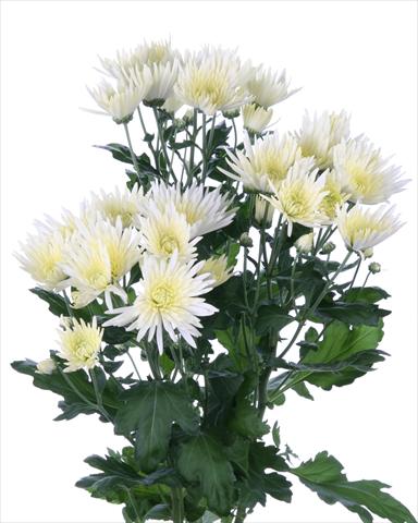 Photo de variété de fleurs à utiliser comme: Fleur coupée Chrysanthemum Anastasia Cream