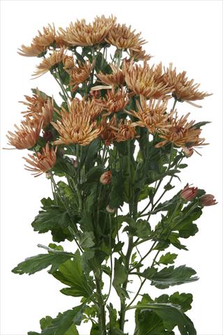 Photo de variété de fleurs à utiliser comme: Fleur coupée Chrysanthemum Anastasia Dark Bronze