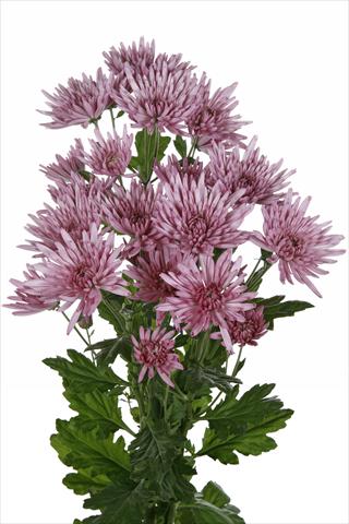 Photo de variété de fleurs à utiliser comme: Fleur coupée Chrysanthemum Anastasia Lilac
