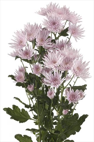 Photo de variété de fleurs à utiliser comme: Fleur coupée Chrysanthemum Anastasia Pink