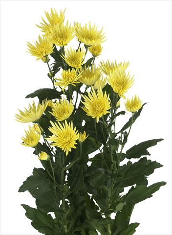 Photo de variété de fleurs à utiliser comme: Fleur coupée Chrysanthemum Anastasia Sunny