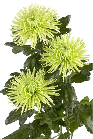 Photo de variété de fleurs à utiliser comme: Fleur coupée Chrysanthemum Anastasia Green