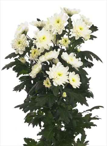 Photo de variété de fleurs à utiliser comme: Fleur coupée Chrysanthemum Zembla
