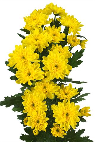 Photo de variété de fleurs à utiliser comme: Fleur coupée Chrysanthemum Zembla Sunny