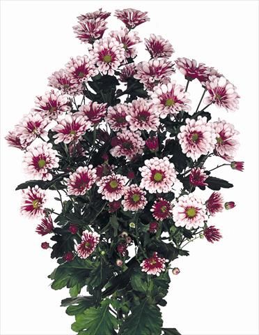Photo de variété de fleurs à utiliser comme: Fleur coupée Chrysanthemum Biarritz