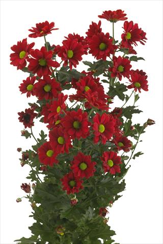 Photo de variété de fleurs à utiliser comme: Fleur coupée Chrysanthemum Cayenne