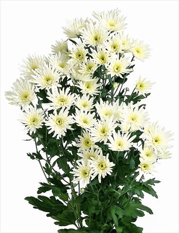 Photo de variété de fleurs à utiliser comme: Fleur coupée Chrysanthemum Delianne