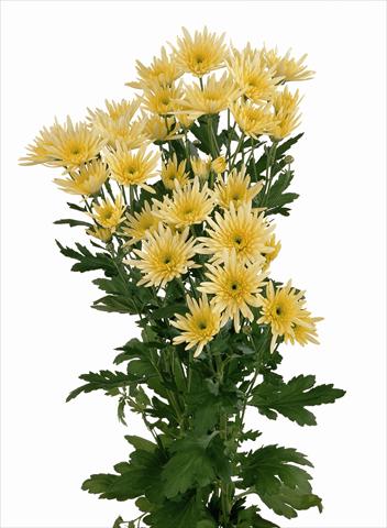 Photo de variété de fleurs à utiliser comme: Fleur coupée Chrysanthemum Delianne Yellow