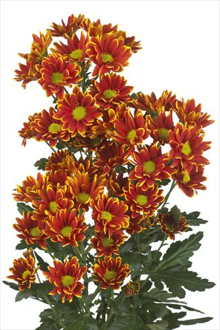 Photo de variété de fleurs à utiliser comme: Fleur coupée Chrysanthemum Kastelli
