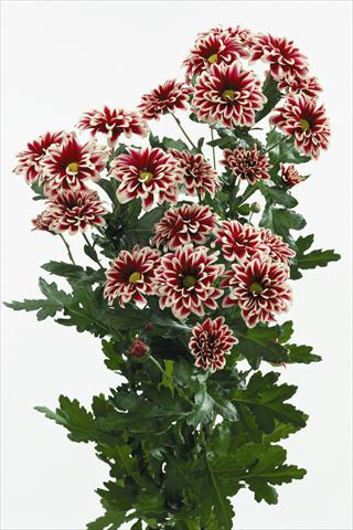 Photo de variété de fleurs à utiliser comme: Fleur coupée Chrysanthemum Orinoco