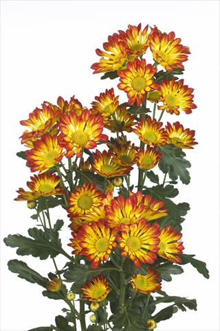 Photo de variété de fleurs à utiliser comme: Fleur coupée Chrysanthemum Roma