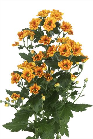 Photo de variété de fleurs à utiliser comme: Fleur coupée Chrysanthemum Managua Orange