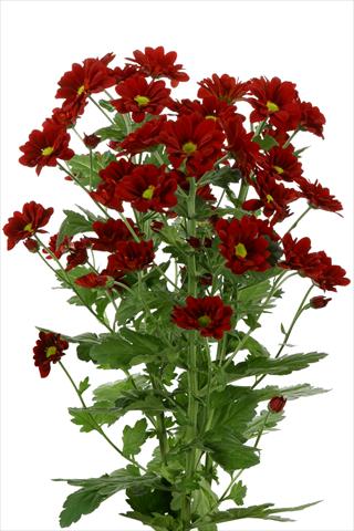 Photo de variété de fleurs à utiliser comme: Fleur coupée Chrysanthemum Managua Red