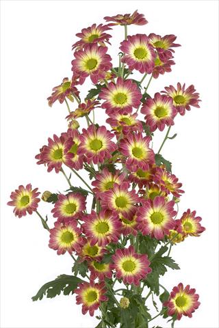 Photo de variété de fleurs à utiliser comme: Fleur coupée Chrysanthemum Vulcano