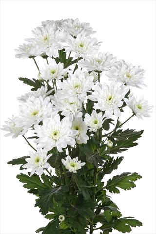 Photo de variété de fleurs à utiliser comme: Fleur coupée Chrysanthemum Baltica