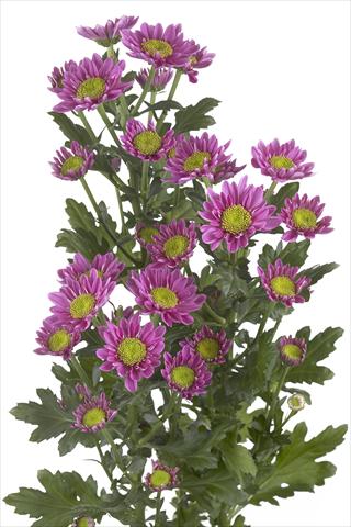 Photo de variété de fleurs à utiliser comme: Fleur coupée Chrysanthemum Amazon