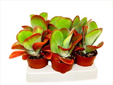 Photo de variété de fleurs à utiliser comme: Pot Cactus Kalanchoe thirsiflora