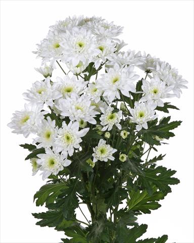 Photo de variété de fleurs à utiliser comme: Fleur coupée Chrysanthemum Milano White