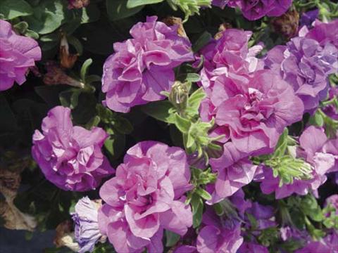 Photo de variété de fleurs à utiliser comme: Pot, Plante à massif, patio, Suspension Petunia pendula Viva Double Purple