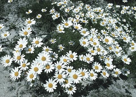 Photo de variété de fleurs à utiliser comme: Plante à massif/ plante de bordure Anthemis carpatica Karpatenschnee (Snowcarpet)