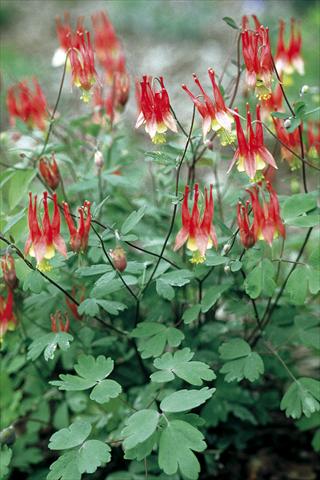 Photo de variété de fleurs à utiliser comme: Pot et Plante à massif Aquilegia canadiensis Little Lanterns