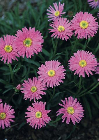 Photo de variété de fleurs à utiliser comme: Plante à massif/ plante de bordure Aster alpinus Pinkie 