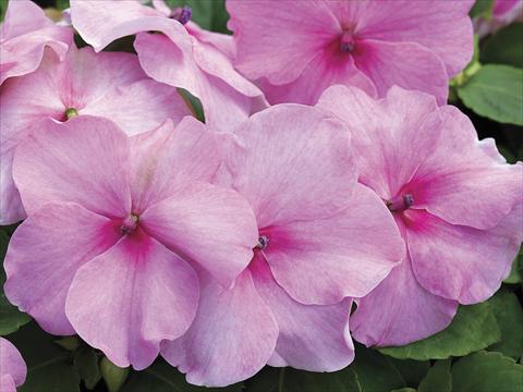 Photo de variété de fleurs à utiliser comme: Pot, Plante à massif, patio Impatiens walleriana Accent Pink Imp