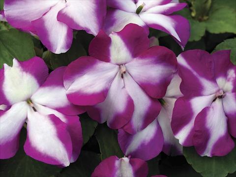Photo de variété de fleurs à utiliser comme: Pot, Plante à massif, patio Impatiens walleriana Accent Violet Star Imp