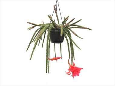 Photo de variété de fleurs à utiliser comme: Pot Cactus Aporophyllum hybride