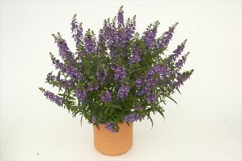 Photo de variété de fleurs à utiliser comme: Pot, Plante à massif, patio Angelonia angustifolia Alonia Dark Blue