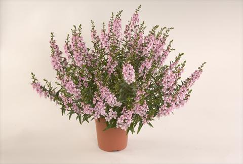 Photo de variété de fleurs à utiliser comme: Patio, pot Angelonia angustifolia Alonia Pastel Pink