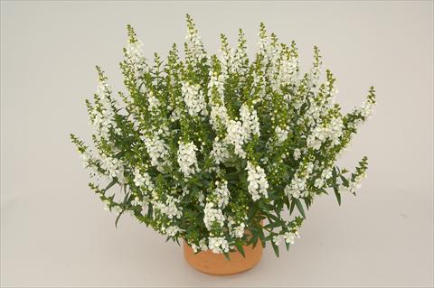 Photo de variété de fleurs à utiliser comme: Patio, pot Angelonia angustifolia Alonia White