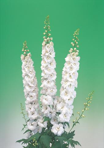 Photo de variété de fleurs à utiliser comme: Fleur coupée Delphinium elatum Aurora F1