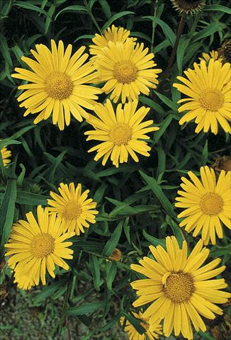 Photo de variété de fleurs à utiliser comme: Plante à massif/ plante de bordure Buphtalmum salicifolium Alpengold